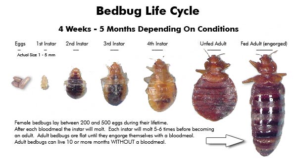Bed Bugs - Arrow Termite and Pest Control