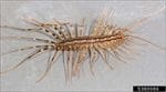HouseCentipede