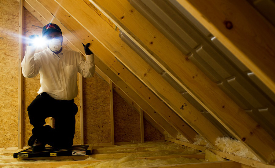 Pests in the Attic: How They Get There, What to Do About It