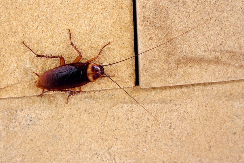 How Boric Acid Kills Cockroaches Arrow Termite Pest Control