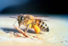 african-honey-bee
