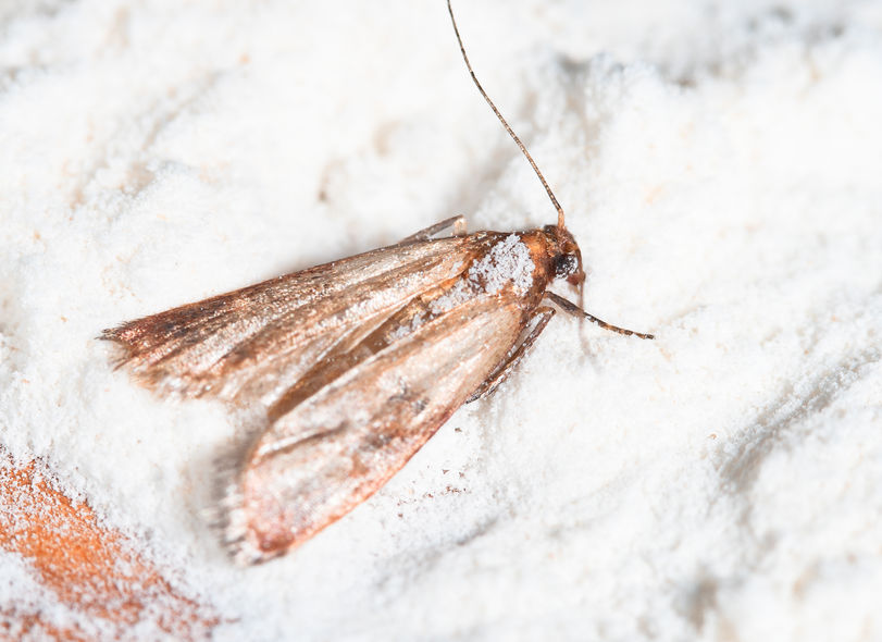 Control of Flour and Pantry Moths