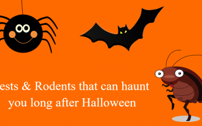 Avoid Creepy Crawly Pests and Rodents This Halloween