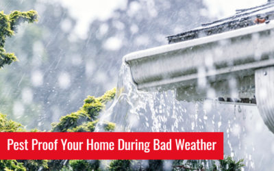 Tips to Keep Your Home Safe from Pests During Storms