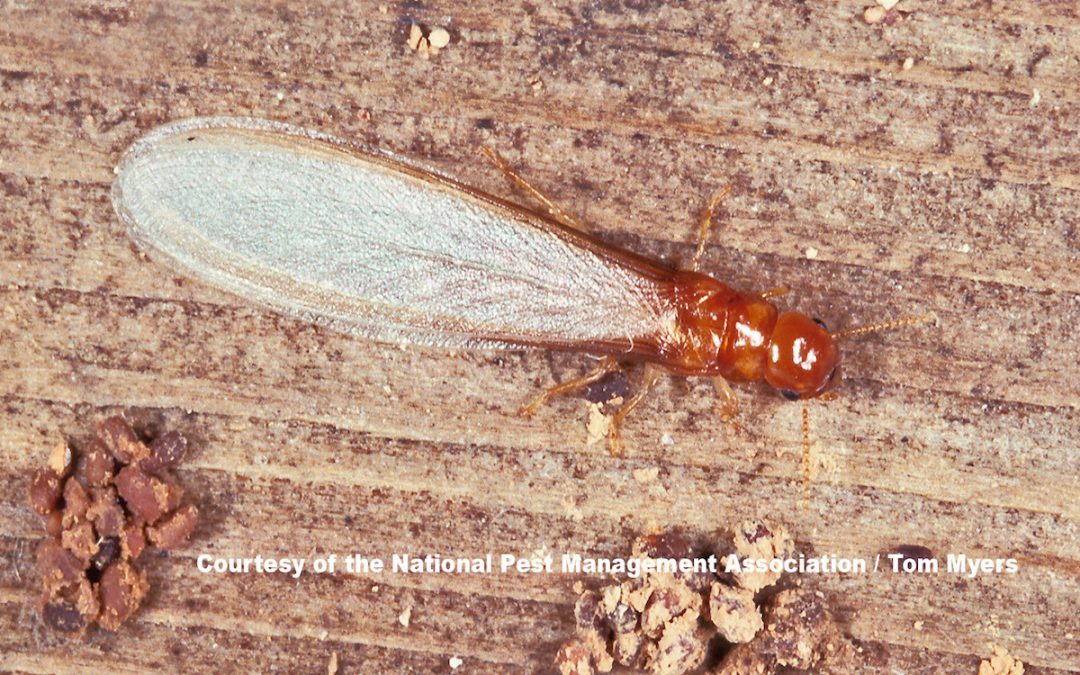 Termite Swarm Season, Damage Repairs, Termite Prevention Tips