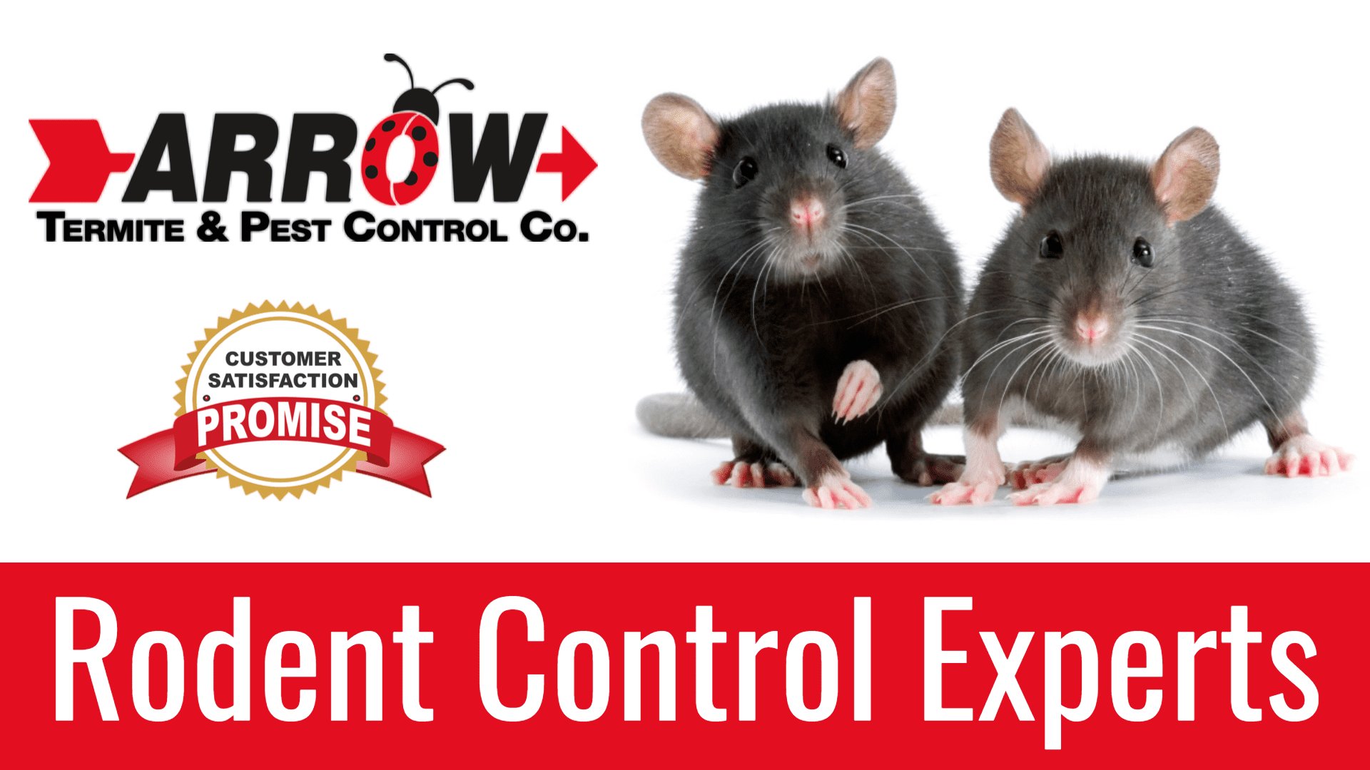 rodent control baton rouge - Arrow Termite & Pest Control