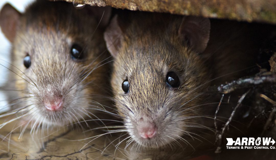 4 Things a Rat or Mouse Will Do to Destroy Your Home