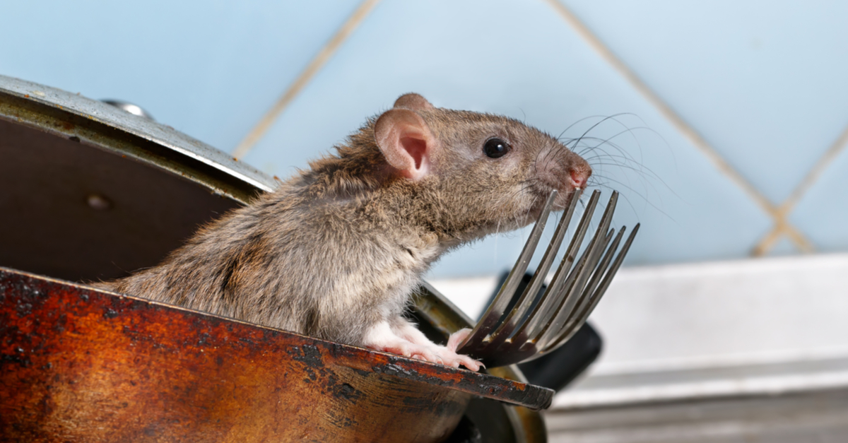 How to Keep Mice Out of Your Home - Arrow Termite & Pest Control