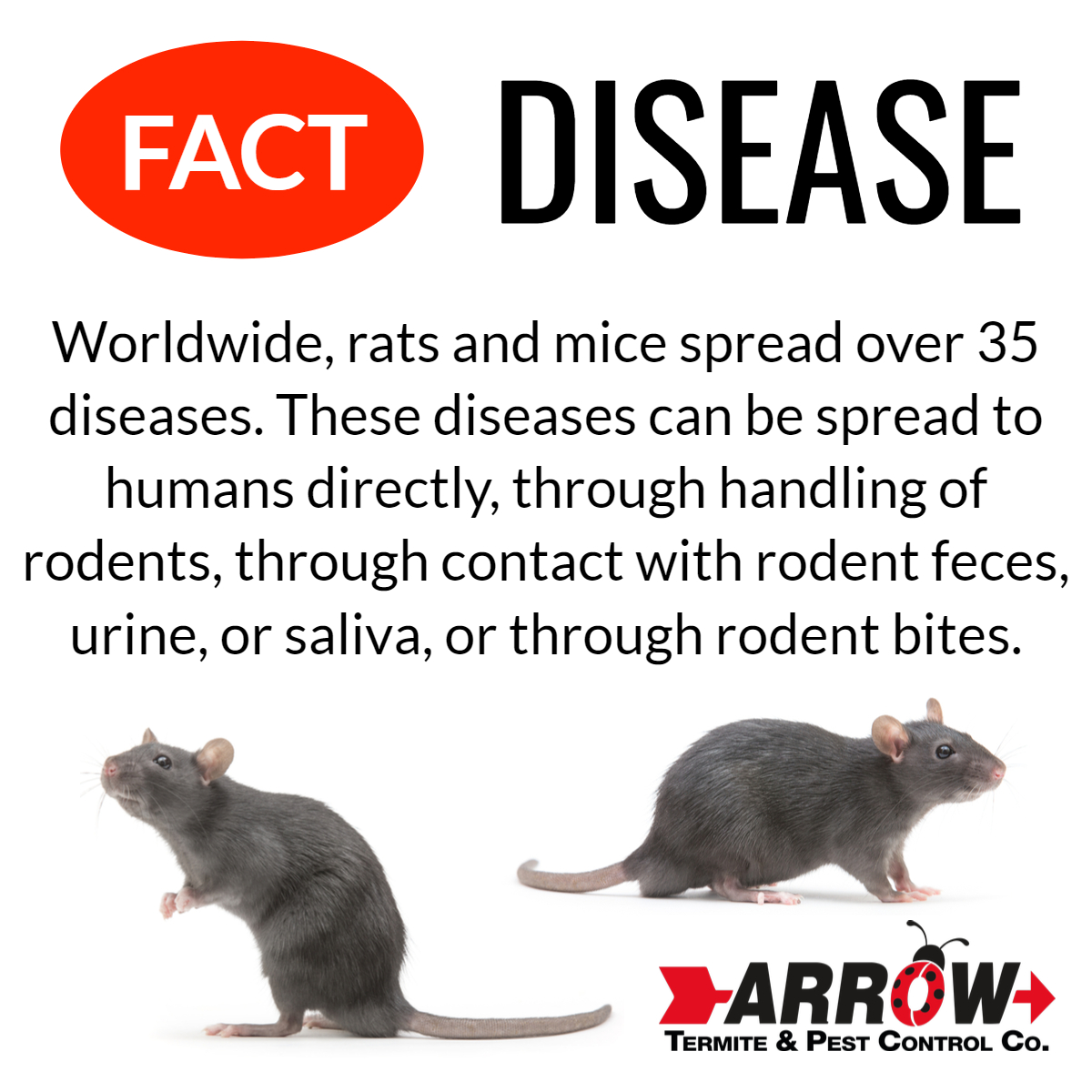 https://www.arrowtermiteandpestcontrol.com/wp-content/uploads/2020/11/rat-and-mice-disease-arrow-termite-and-pest-control.jpg