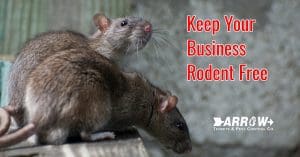 How to Keep Your Business and Place of Work Rodent Free 2 rat control and mice control for your business arrow termite and pest control