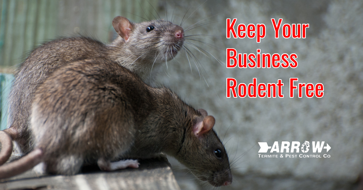 How to Keep Your Business and Place of Work Rodent Free