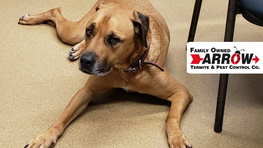 pet friendly pest control arrow termite and pest control