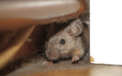 Why do Rats and Mice Invade Homes During the Winter