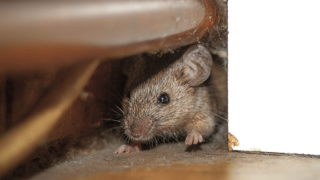 How To Get Rid Of Mice, Rats And Other Rodents – Forbes Home