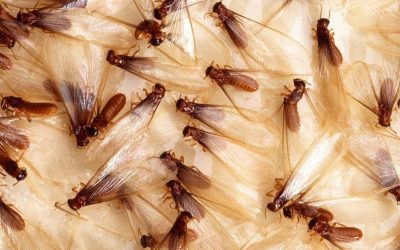 Native Subterranean Termites Swarming in Baton Rouge, LA