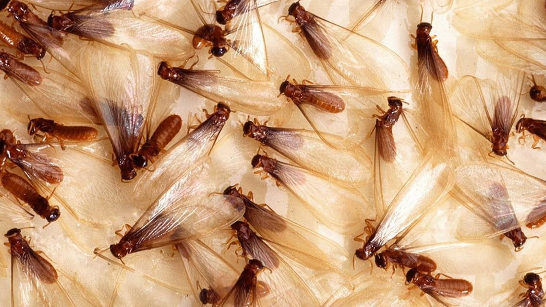Native Subterranean Termites Swarming in Baton Rouge, LA