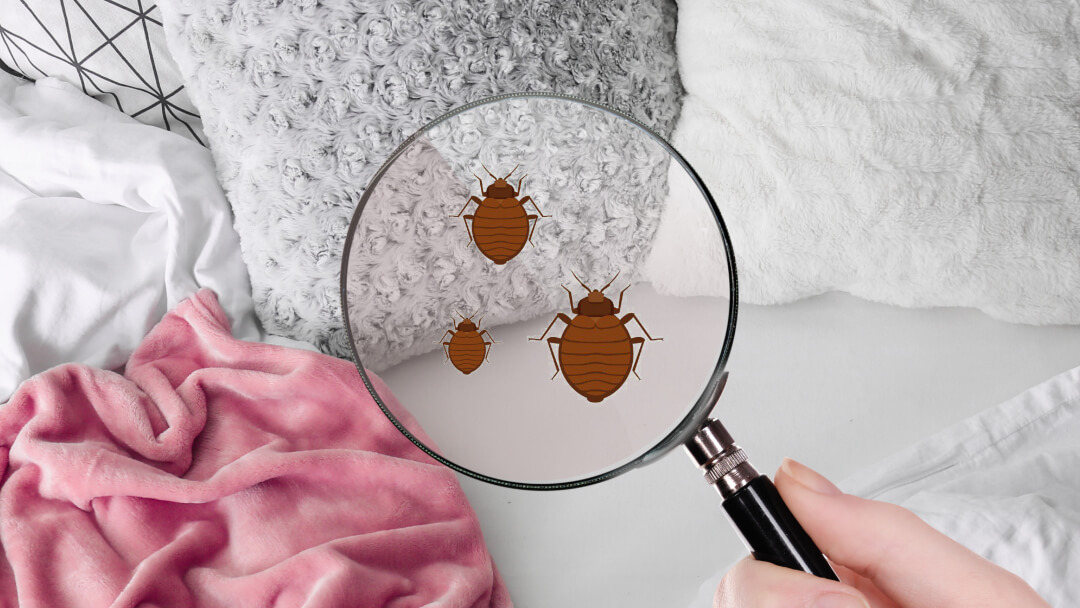 Effective Bed Bug Management Services Columbus
