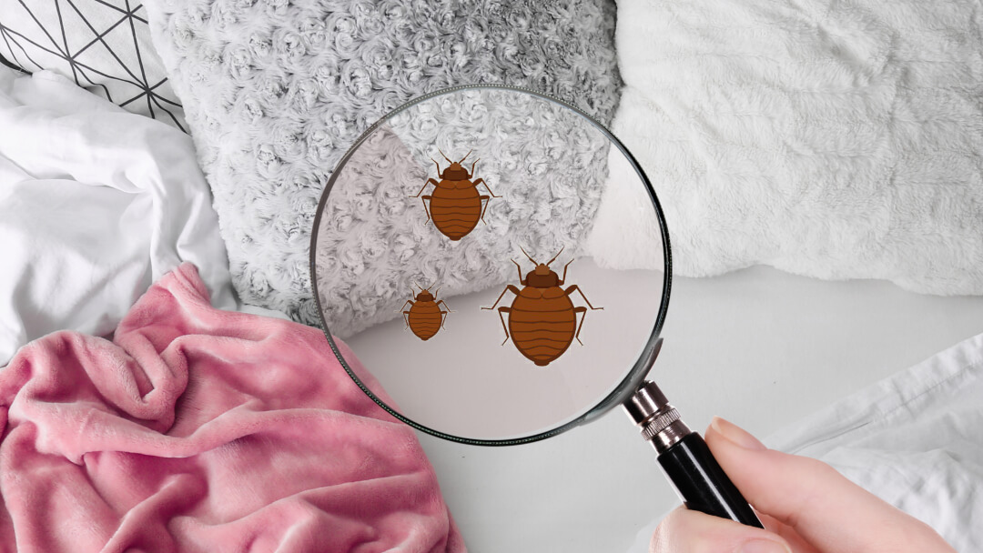 Bed Bug Treatment