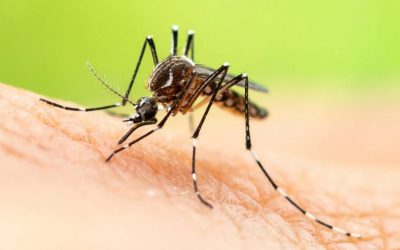 Why Are Mosquitoes Out More After It Rains Around Your Home and Yard