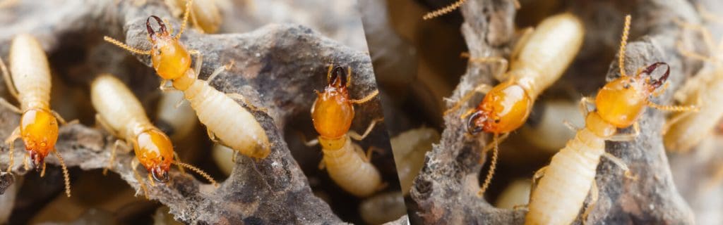 termite damage warranty arrow termite and pest control