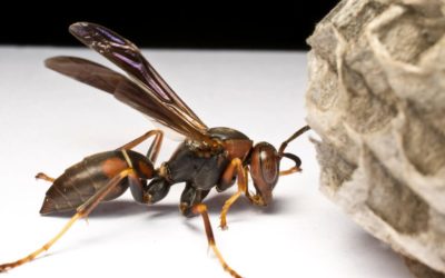 The Buzz about Stinging Wasps in Louisiana: Types, Behavior, and Safety Tips