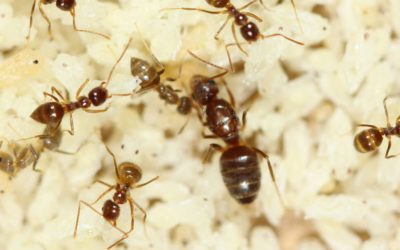 Unveiling the Intriguing World of Tawny Crazy Ants