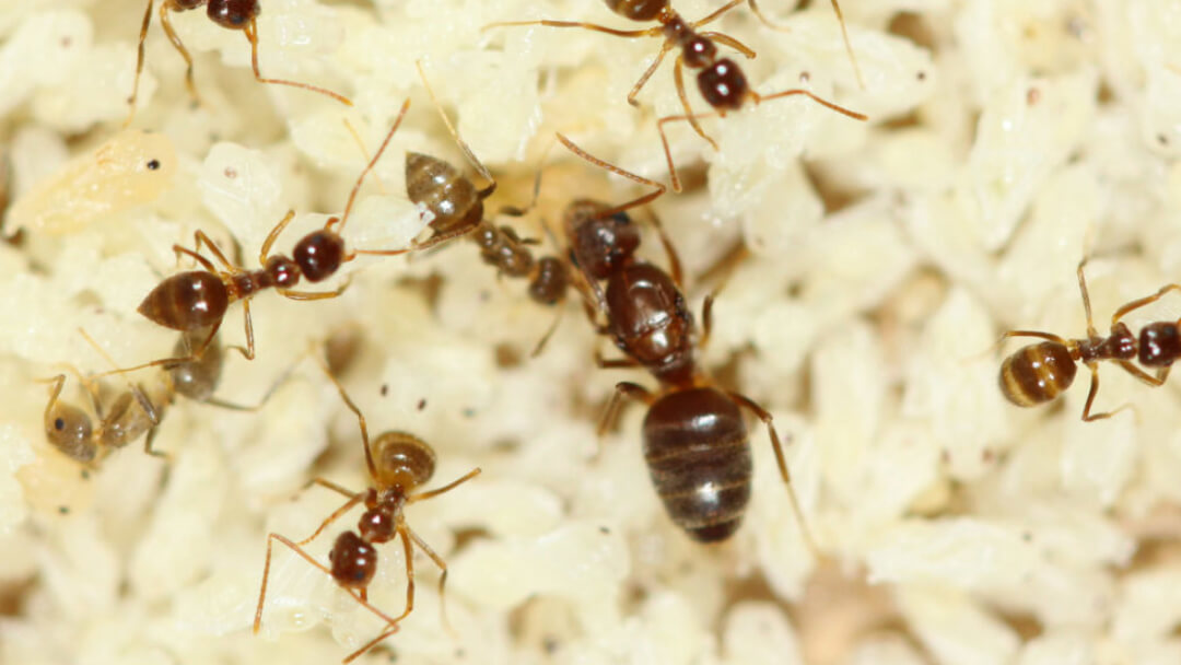 Unveiling the Intriguing World of Tawny Crazy Ants