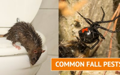 Fall Pests and Rodents and How to Prepare Your Home for the Season