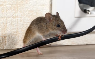 The Winter Intruders: Why Rats and Mice Seek Shelter in Homes