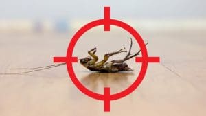 Common Cockroaches of Louisiana and Why They Hate Cold Weather