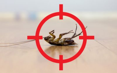 Common Cockroaches of Louisiana and Why They Hate Cold Weather
