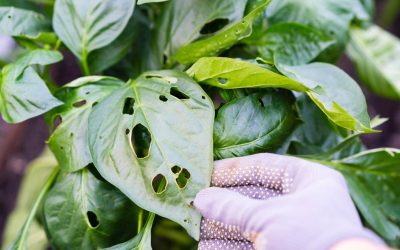 Garden Pest Control and How to Protect Your Garden from Pests