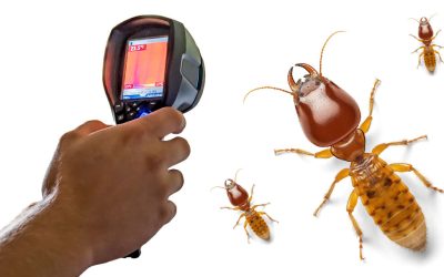 Why Regular Termite Inspections Are Crucial For Your Property