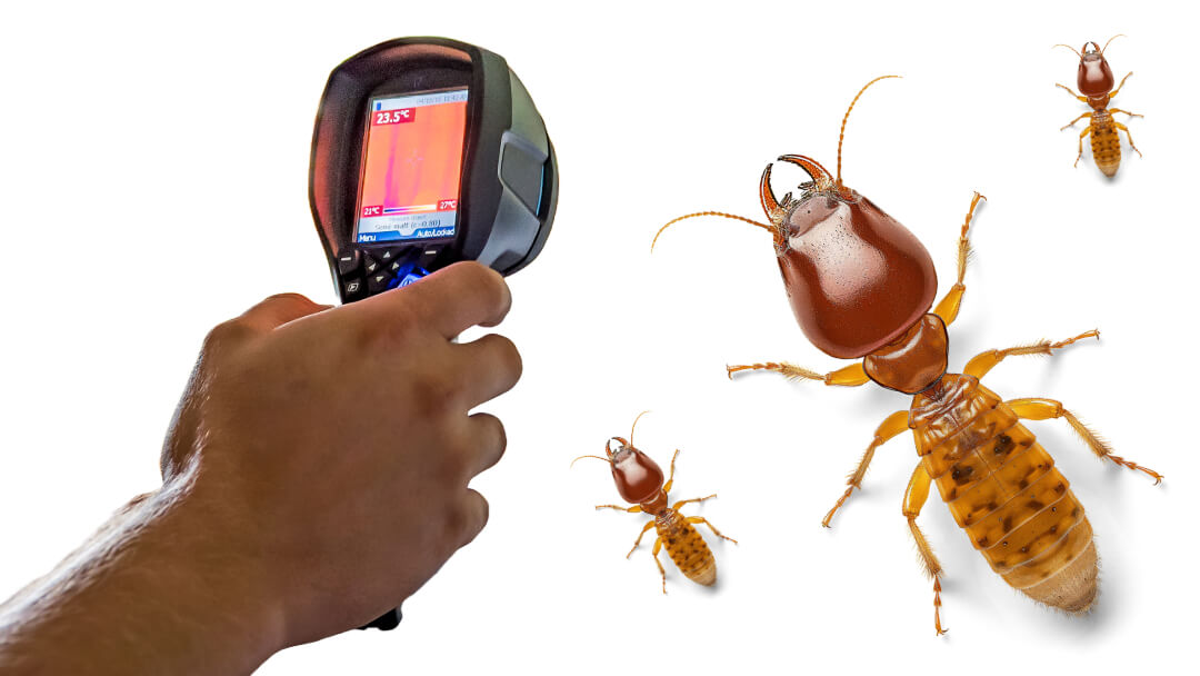 Protect Your Home With Yearly Termite Inspections With Arrow Termite And Pest Control Baton Rouge New Orleans