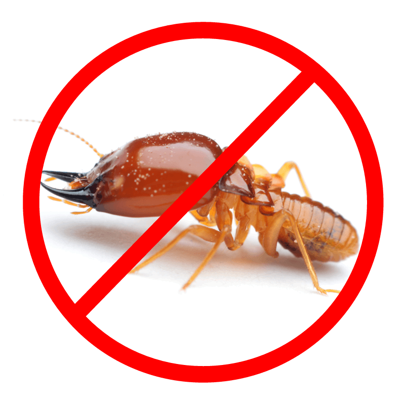 Get Yearly Termite Inspections To Save Your Home From Termites With Arrow Pest Control