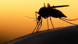 How Long Do Mosquitoes Live For Arrow Termite and Pest Control