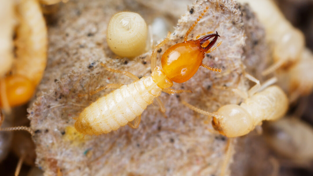 Termite Inspection Tips For Your Home Arrow Termite And Pest Control