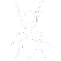 Ant Pest Control