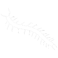 Centipede Pest Control