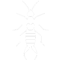 Earwig Pest Control