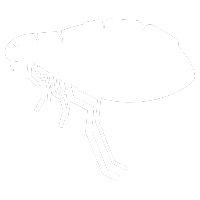 Fleas Pest Control
