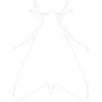 Moth Pest Control