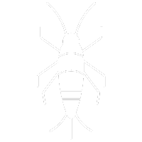 Silverfish Pest Control