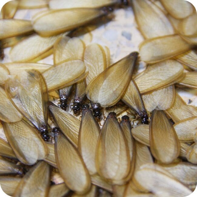 Discarded Termite Wings