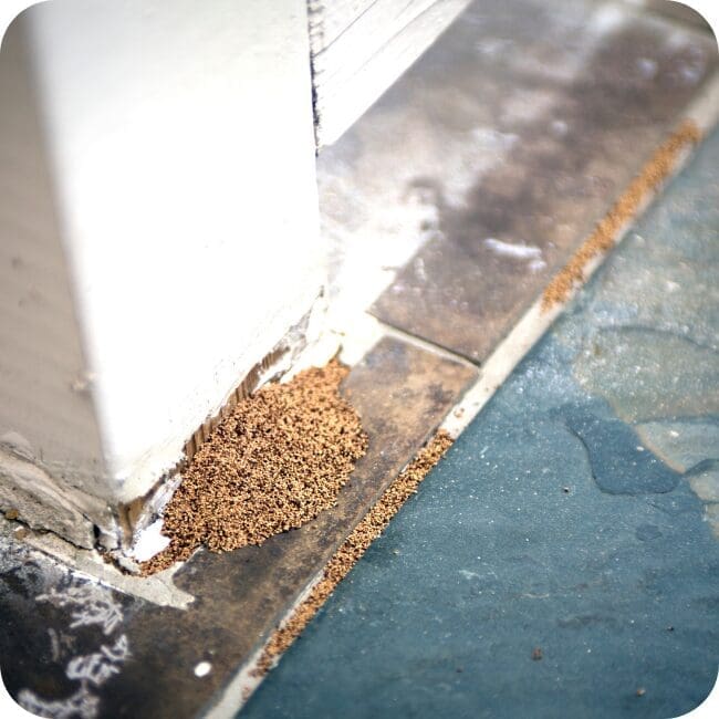 Sentricon 3 Termite Droppings Frass