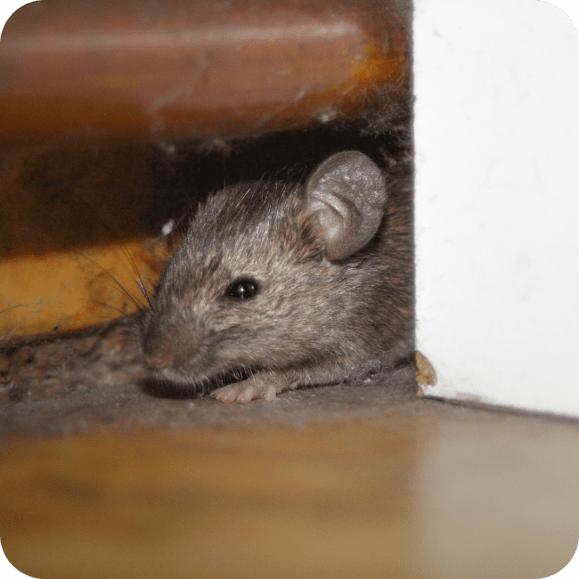 Grease Marks and Stains