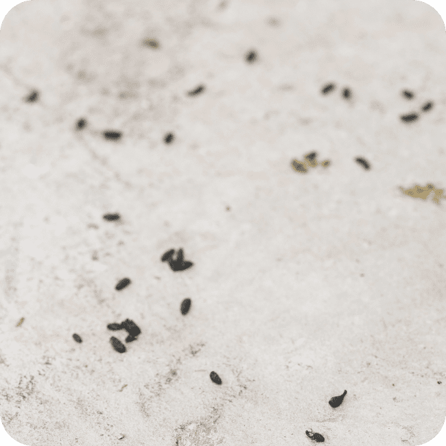 Rodent Droppings