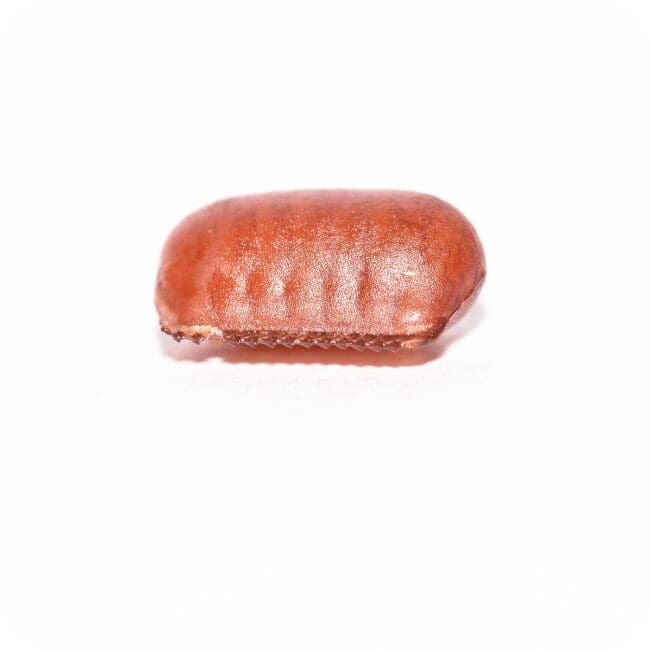German Roach Egg Ootheca