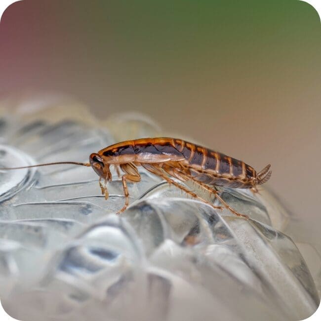 Visible German Roaches