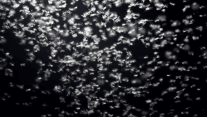 Termite Swarming Season